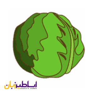لیست سبزیجات: اسامی سبزیجات به انگلیسی با تصاویر Cabbage