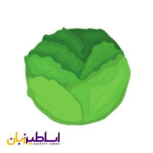 لیست سبزیجات: اسامی سبزیجات به انگلیسی با تصاویر Lettuce